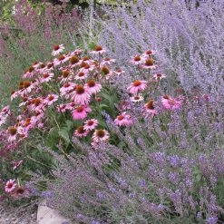 Magnus Echinacea -Green Haven Sales echinacea purpurea magnus 2
