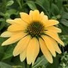 Mellow Yellows Echinacea -Green Haven Sales echinacea purpurea mellow yellow