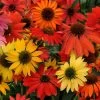 Cheyenne Spirit Echinacea -Green Haven Sales echinacea cheyenne spirit
