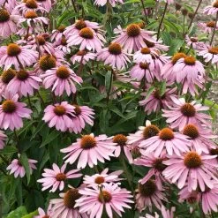 Magnus Echinacea -Green Haven Sales echinacea magnus garden flowers 1