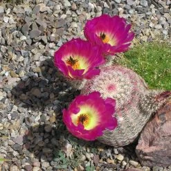 Rainbow Hedgehog Cactus -Green Haven Sales echinocereus rigidissimus rainbow hedgehog cactus