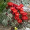 Scarlet Hedgehog Cactus (Echinocereus) -Green Haven Sales echinocereus coccineus highest point on the ranch cropped
