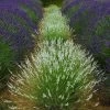 Edelweiss Lavender -Green Haven Sales edelweiss lavender garden meadow 1