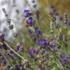 Buena Vista English Lavender -Green Haven Sales emmis oure lavandula buena vista flower