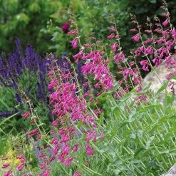 Coconino County Desert Penstemon -Green Haven Sales emmis oure penstemon coconino county 3 cropped 1