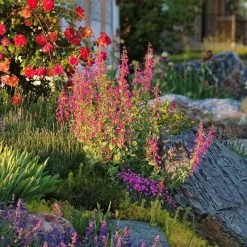 Coconino County Desert Penstemon -Green Haven Sales emmis oure penstemon coconino county 6 cropped 1