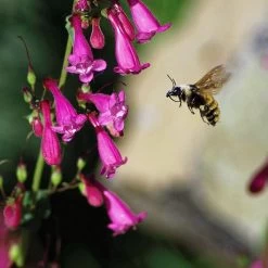 Coconino County Desert Penstemon -Green Haven Sales emmis oure penstemon coconino county with bee cropped 1