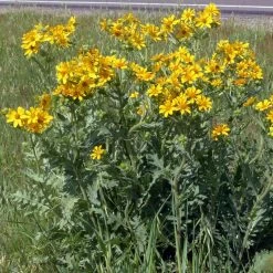 Engelmann's Daisy (Engelmannia) 8 Engelmann's Daisy (Engelmannia) -Green Haven Sales engelmannia texas roadway pgh 1