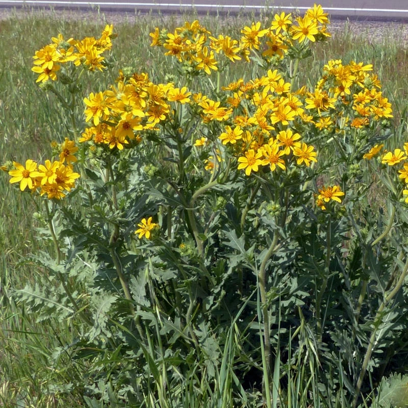 Engelmann's Daisy (Engelmannia) 5 Engelmann's Daisy (Engelmannia) - Image 3