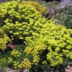 Kannah Creek® Sulphur Buckwheat 8 Kannah Creek® Sulphur Buckwheat -Green Haven Sales eriogonum umbellatum v aureum kanah creek 49695 1