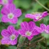 Bishop's Form Heronsbill (Erodium) -Green Haven Sales erodium bishops form 1