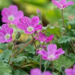 Bishop's Form Heronsbill (Erodium) -Green Haven Sales erodium bishops form 3