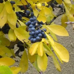 Berry Girl New Mexico Privet -Green Haven Sales forestiera neomexicana fall foliage and fruit 52550 1