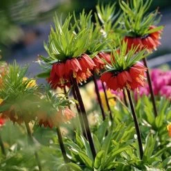 Red Crown Imperial -Green Haven Sales fritillariared2