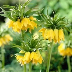 Yellow Crown Imperial -Green Haven Sales fritillariayellow1 1