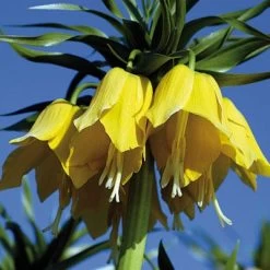 Yellow Crown Imperial -Green Haven Sales fritillariayellow 1