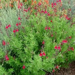 Furman's Red Texas Salvia -Green Haven Sales furmans red texas salvia