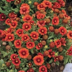 Arizona Red Shades Gaillardia -Green Haven Sales gaillardia arizona red shades flowers