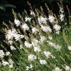 Intermountain Beauty Gaura -Green Haven Sales gaura lindheimeri intermountain white appleblossom grass