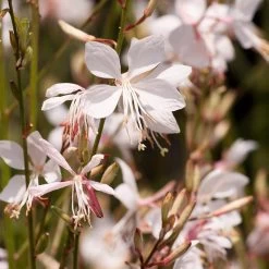Snow Fountain Gaura -Green Haven Sales gaura lindheimeri snowfountain bloom