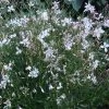 Snow Fountain Gaura -Green Haven Sales gaura snow fountain 003 plant haven