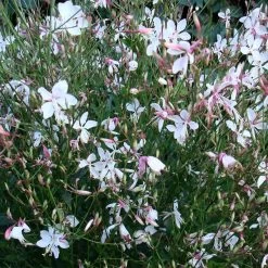 Snow Fountain Gaura -Green Haven Sales gaura snow fountain plant haven