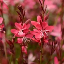 Whiskers Deep Rose Gaura 5 Whiskers Deep Rose Gaura -Green Haven Sales gaura whiskers deep rose