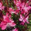 Whiskers Deep Rose Gaura -Green Haven Sales gaura whiskers deep rose 2 1