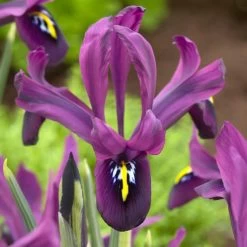 George Specie Iris (Mini Iris) -Green Haven Sales george mini iris specie iris purple