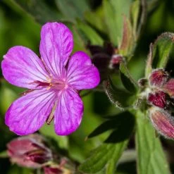 Sticky Geranium -Green Haven Sales geranium viscosissimum 3