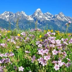 Sticky Geranium -Green Haven Sales geranium viscosissimum 4