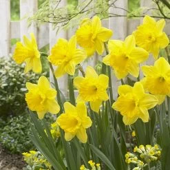 Gigantic Star Large Cupped Daffodil 7 Gigantic Star Large Cupped Daffodil -Green Haven Sales gigantic star daffodil narcissus cropped 1