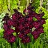 Espresso Gladiolus -Green Haven Sales gladiolus espresso flwoer blooms garden