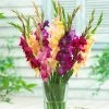Mardi Gras Gladiolus Mix -Green Haven Sales gladiolus mardi gras mix
