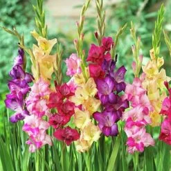 Rainbow Gladiolus Mix -Green Haven Sales gladiolusmix3 1