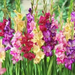 Rainbow Gladiolus Mix -Green Haven Sales gladiolusmix4 1