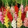 Rainbow Gladiolus Mix 2 Rainbow Gladiolus Mix -Green Haven Sales gladiolusmix5 1