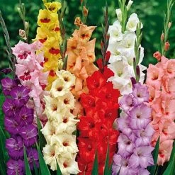Rainbow Gladiolus Mix -Green Haven Sales gladiolusrainbowmix 3