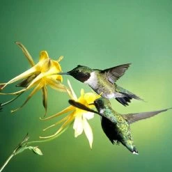 Golden Spur Columbine -Green Haven Sales golden spur columbine aquilegia