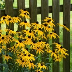 Goldsturm Black Eyed Susan -Green Haven Sales goldstrum black eyed susan 2