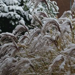 Gracillimus Miscanthus Grass 15 Gracillimus Miscanthus Grass -Green Haven Sales gracillimus miscanthus grass