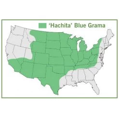 Hachita Blue Grama Grass Plugs 10 Hachita Blue Grama Grass Plugs -Green Haven Sales hachita blue grama grass map
