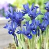 Harmony Specie Iris (Mini Iris) -Green Haven Sales harmony mini iris specie iris 1