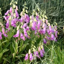Spanish Peaks® Foxglove -Green Haven Sales hblvz51 digitalis thapsi spanish peaks 2