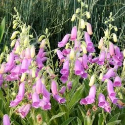 Spanish Peaks® Foxglove -Green Haven Sales hblvz51 digitalis thapsi spanish peaks 3