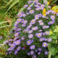 Native Dry Area Wildflower Seed Mix -Green Haven Sales hcg dry area mix aster