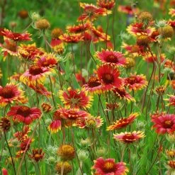 Native Dry Area Wildflower Seed Mix -Green Haven Sales hcg dry area mix blanketflower