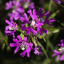 Native Dry Area Wildflower Seed Mix -Green Haven Sales hcg dry area mix deer horn clarkia