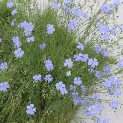 Native Dry Area Wildflower Seed Mix -Green Haven Sales hcg dry area mix flax