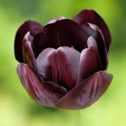 Queen Of The Night Single Late Tulip -Green Haven Sales hcg single late tulip queen of the night